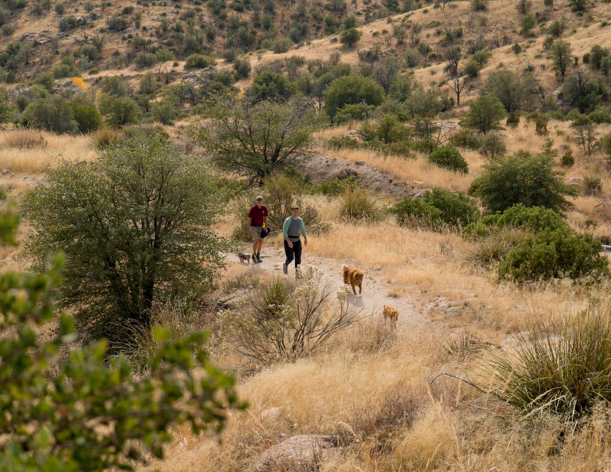 Two people hiking on a desert trail with dogs