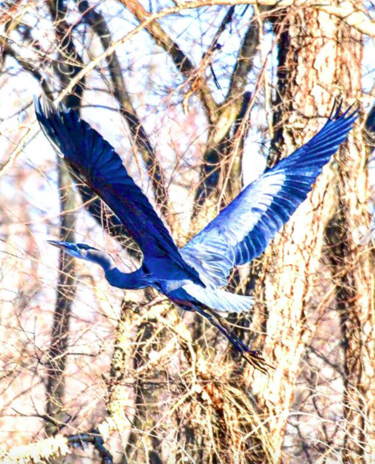 Abbott Marshlands Important Bird Area (IBA)