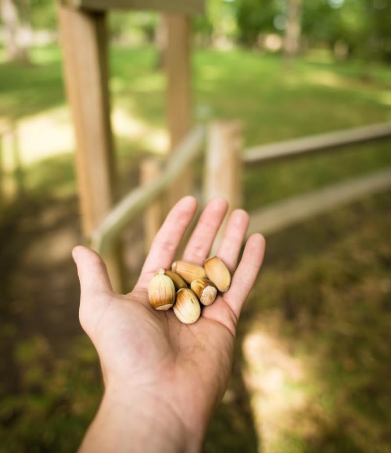 Gellatly Nut Farm Regional Park