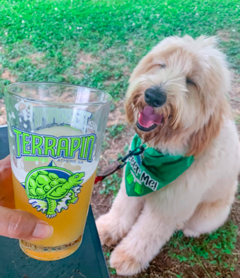 Terrapin Dog