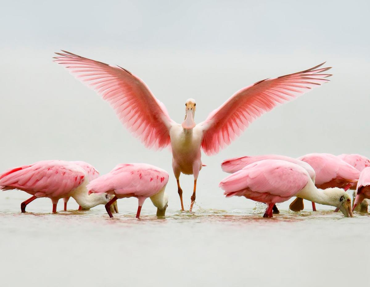 Spoonbill Birds on Beach