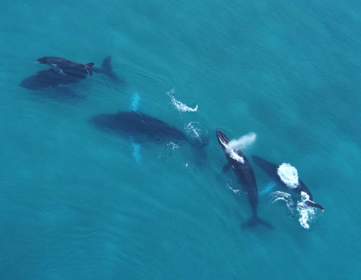 Whales