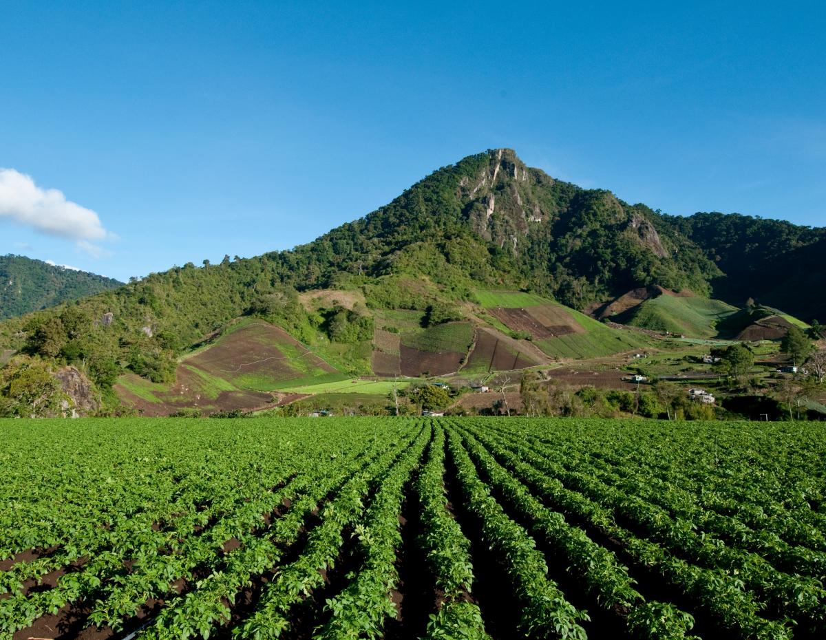 Farm