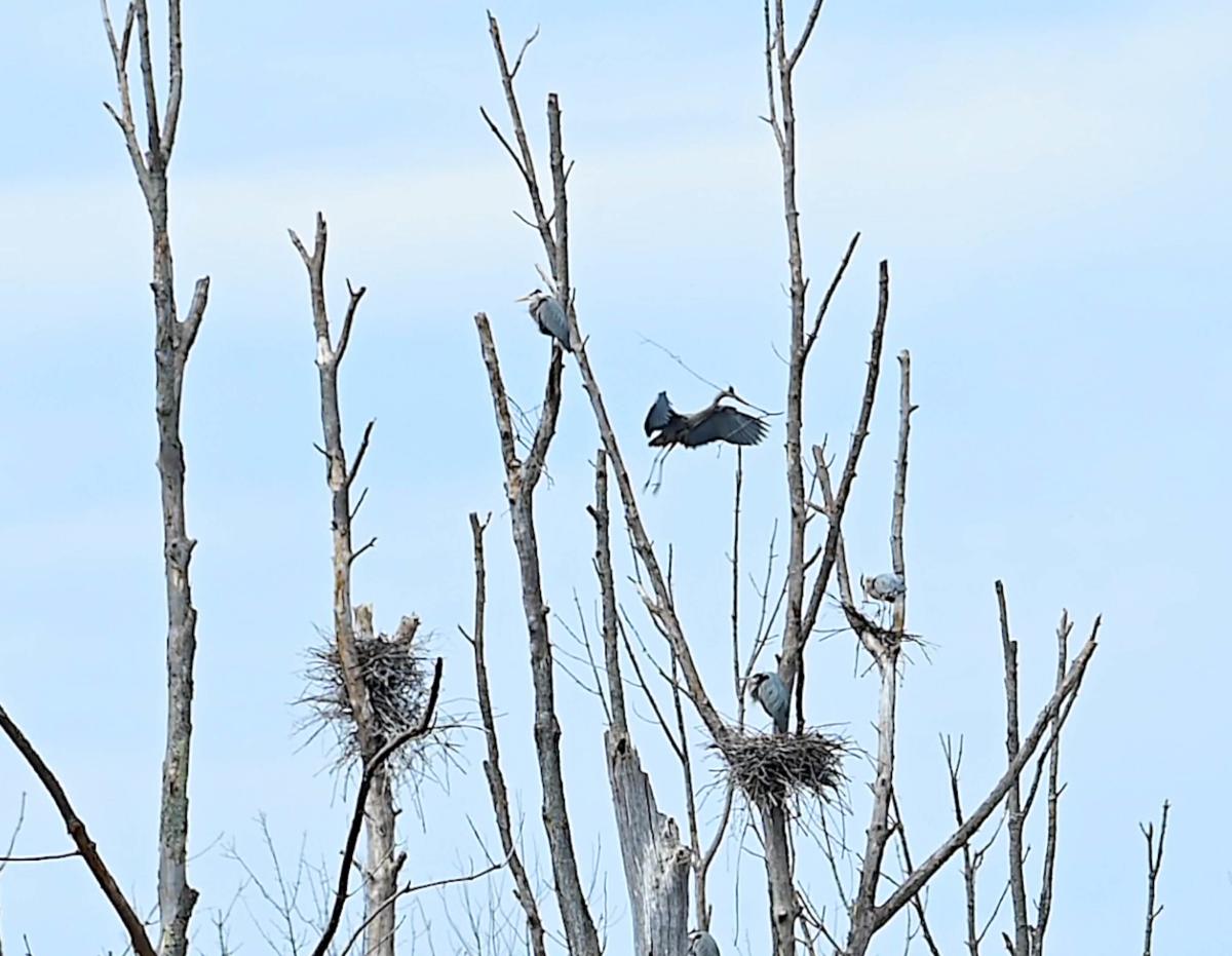 Birds nesting in trees in spring
