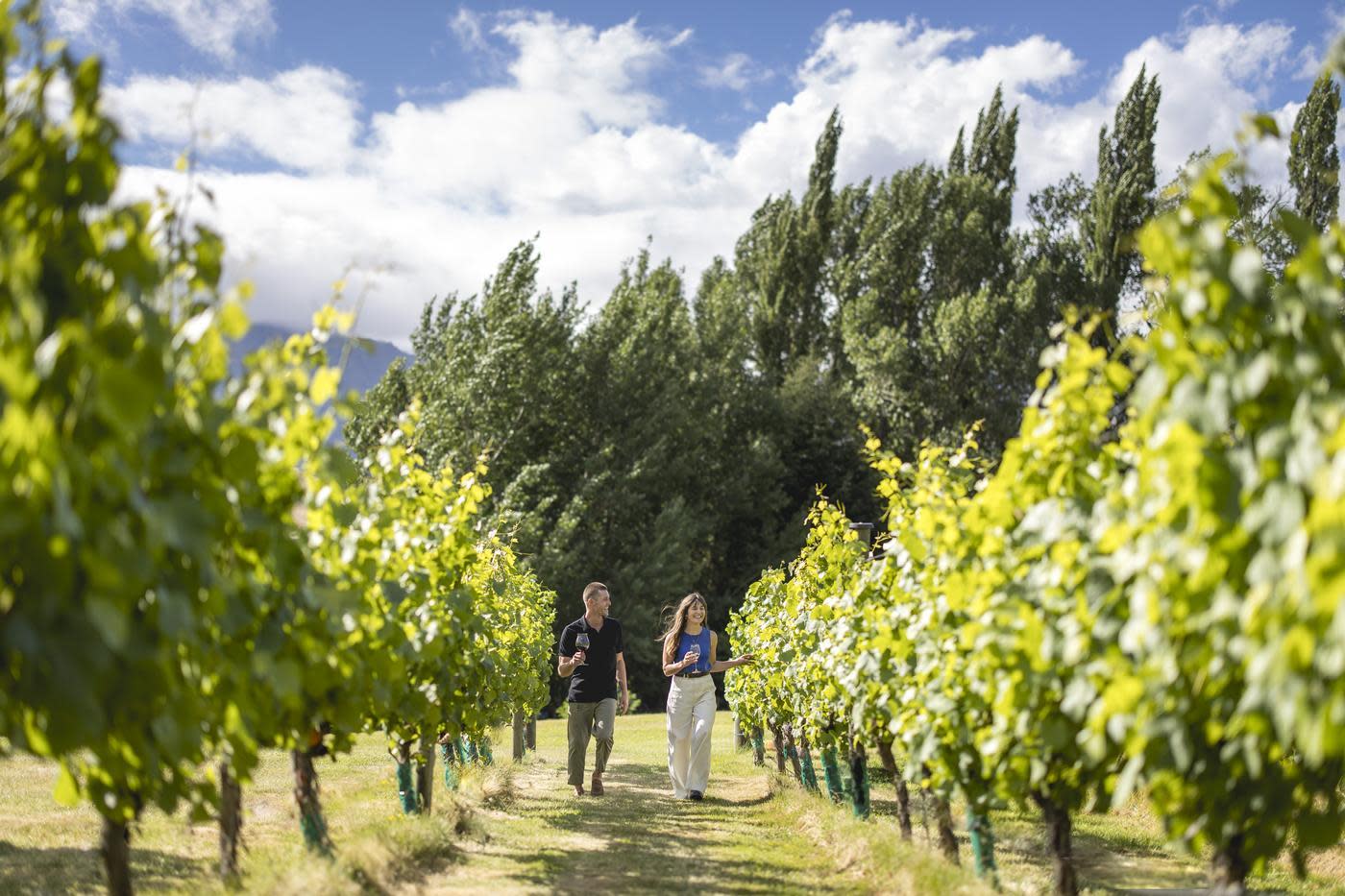 A couple walking down a row of vines at Amisfield