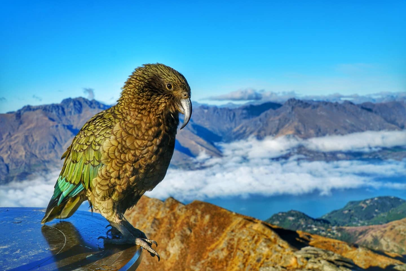 Kea bird sitting at the top of Ben Lomond looking out to mountains above the clouds