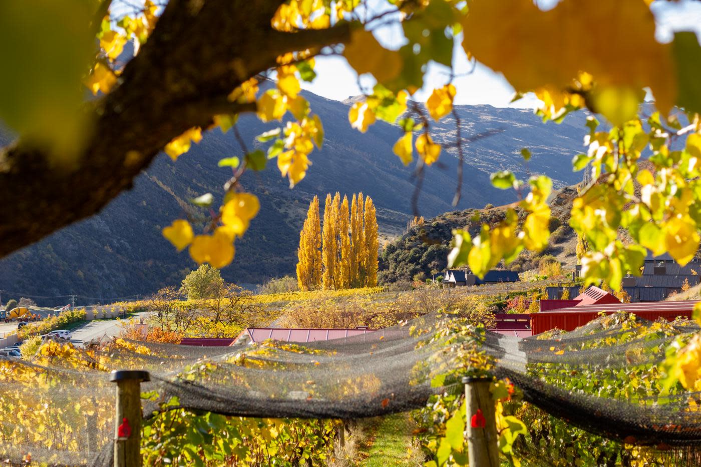 Vineyard with warm autumnal foliage