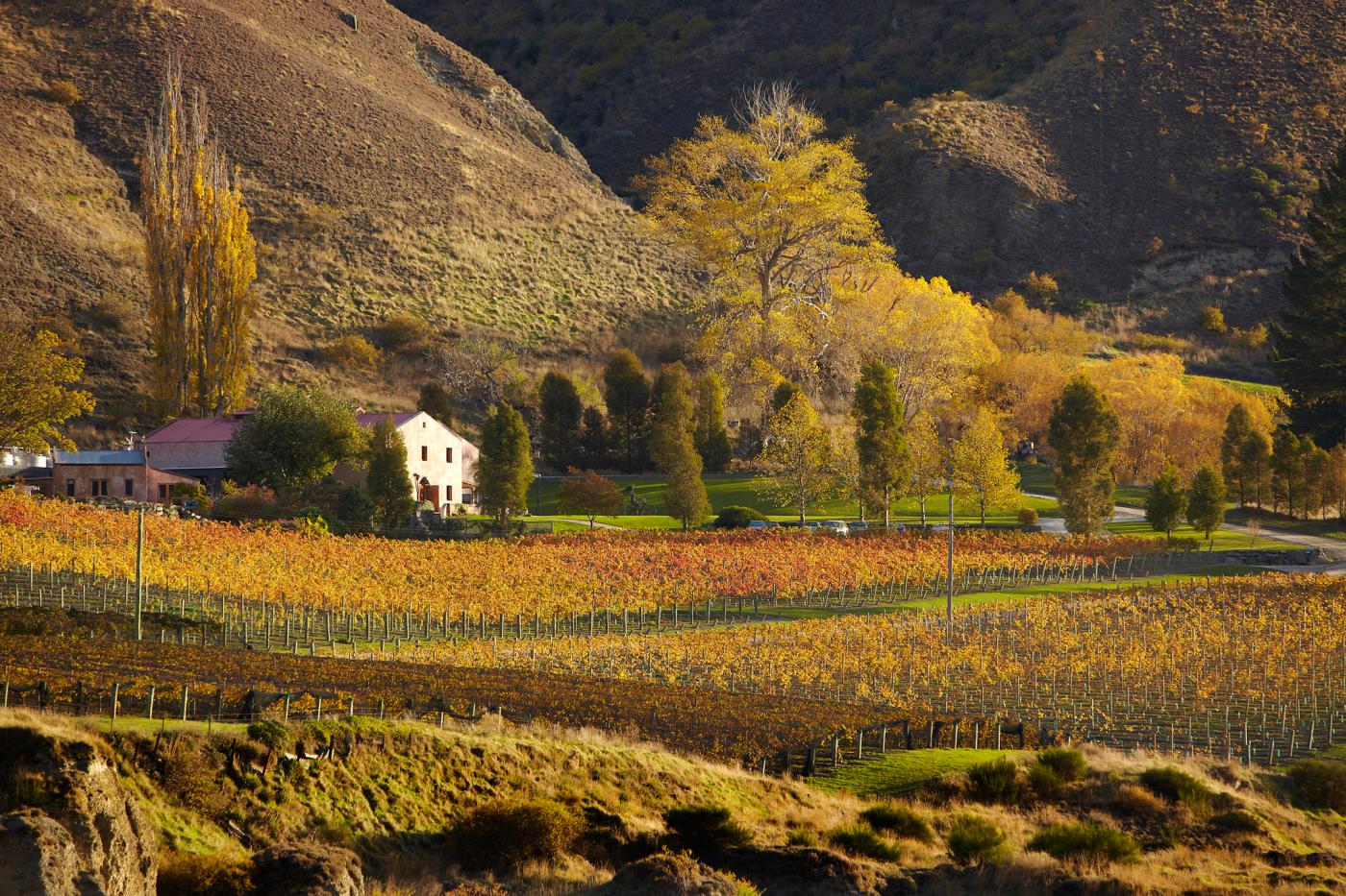 Wine in Gibbston, Queenstown