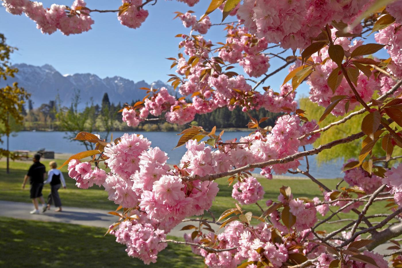 Cherry blossoms in bloom with the Remarkables mountain range in the background
