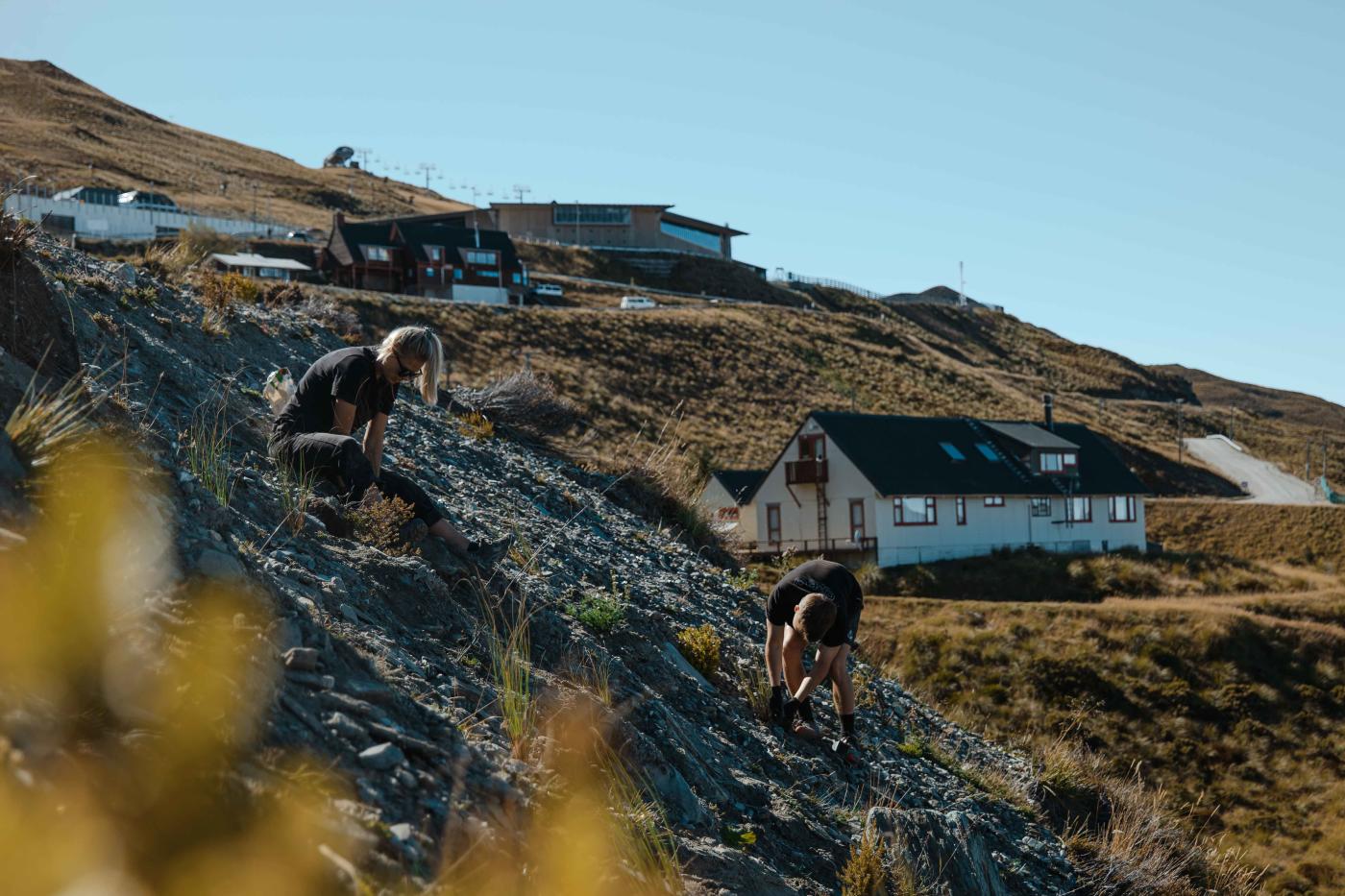 NZ SKI workers planting trees on Coronet Peak