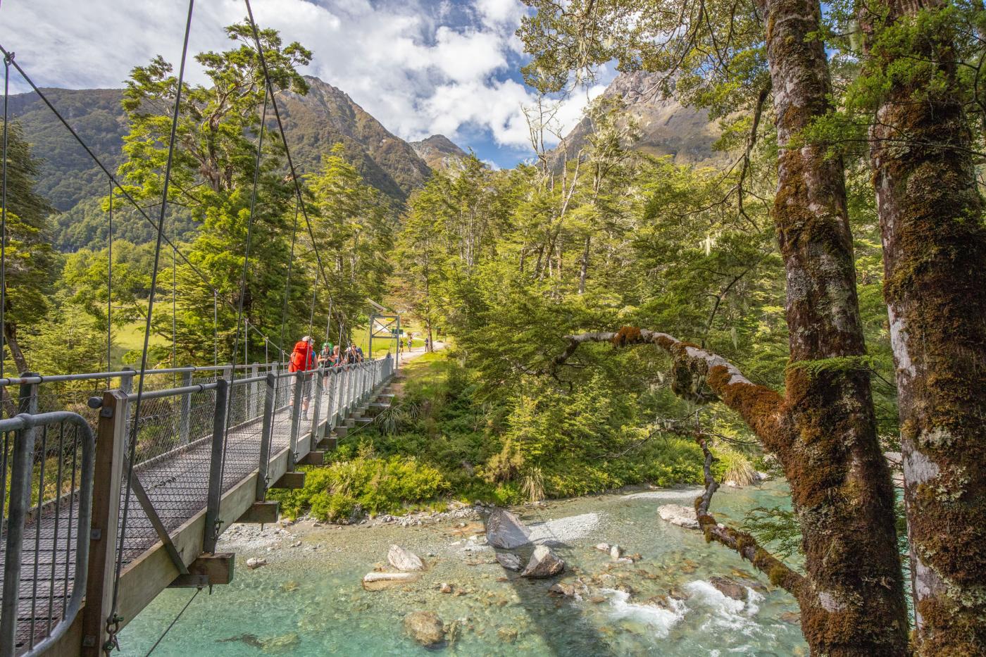 A group walking over a swing bridge in lush bush, over a blue stream