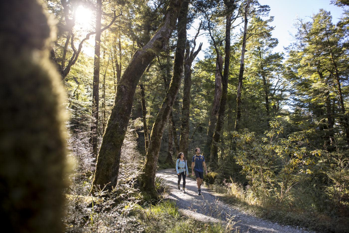 People walking through native bush on the Routeburn Track