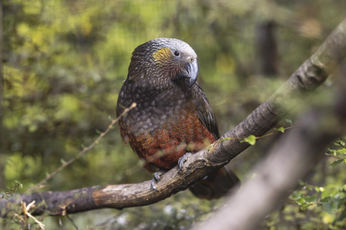 South Island Kākā