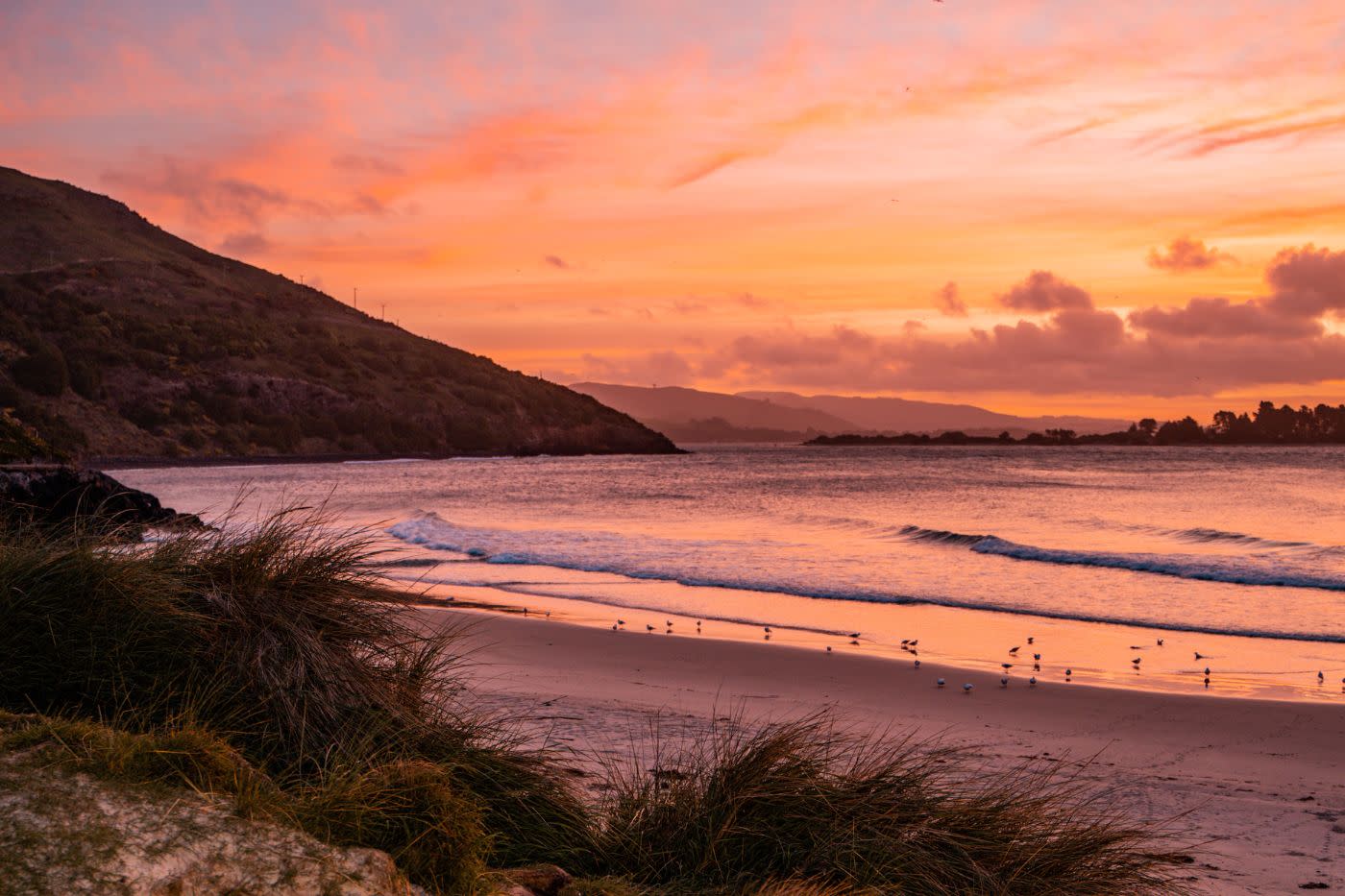 Blue penguins on the beach at sunset at Pilots Beach Nature Reserve near Dunedin