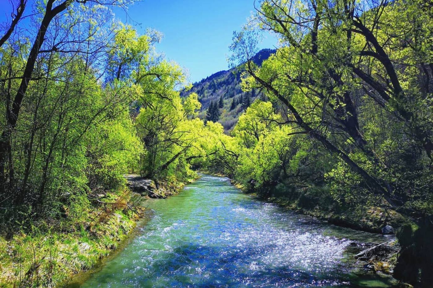 Sunny view of Arrow River surrounded by green trees