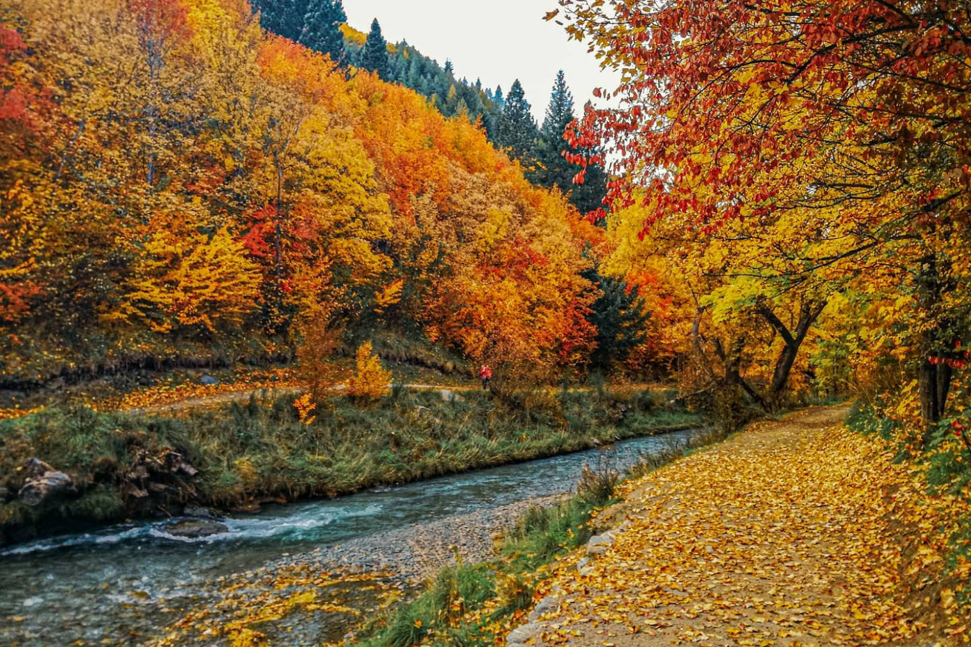 Autumn trees falling around Arrow River
