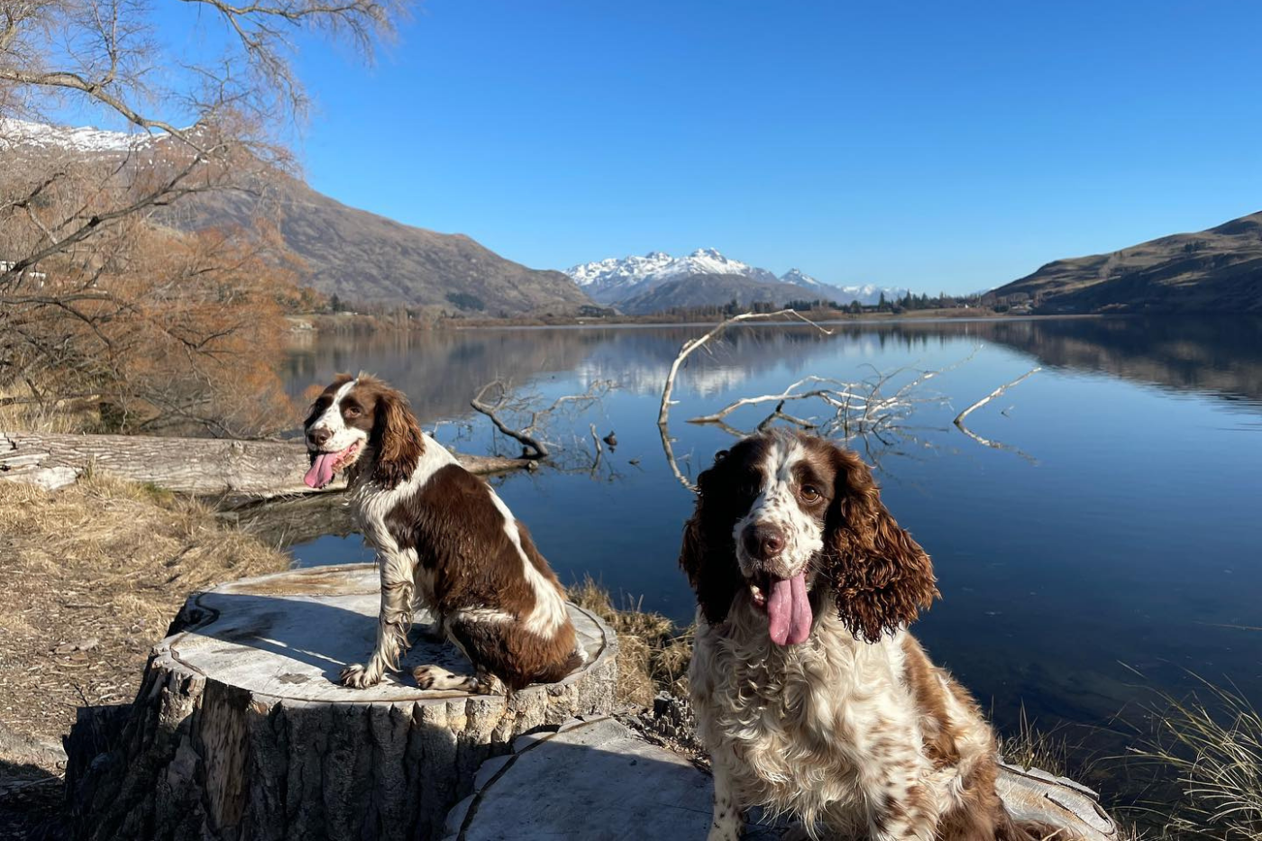 Two dogs sitting together on the Lake Hayes Track overlooking the lake and mountains