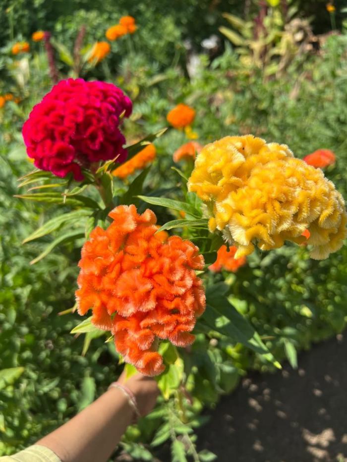 Woman holds up bright pink, yellow and orange flowers