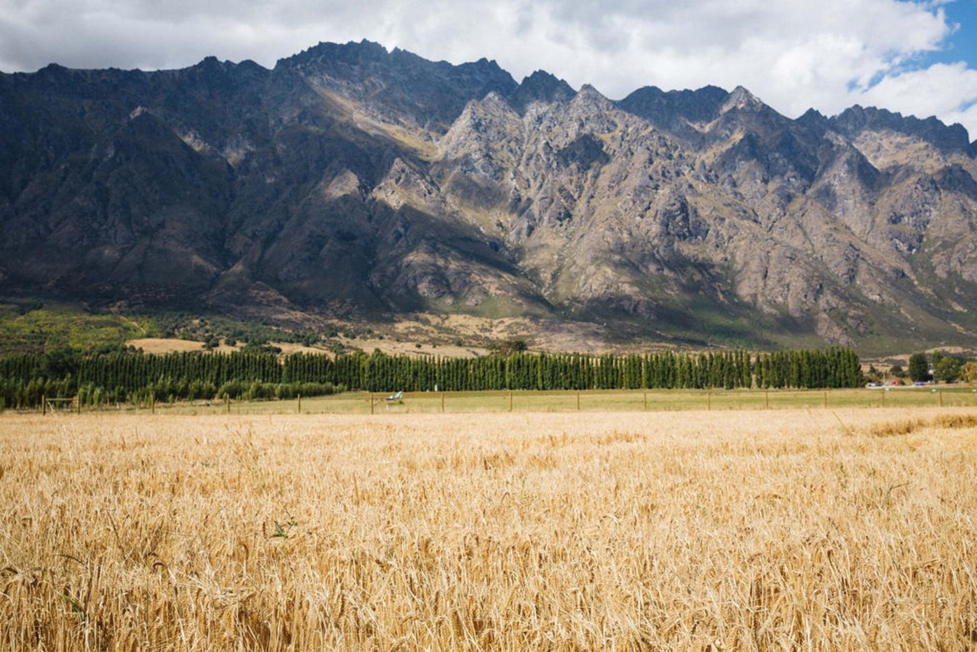 Canyon Brewing growing their own grain