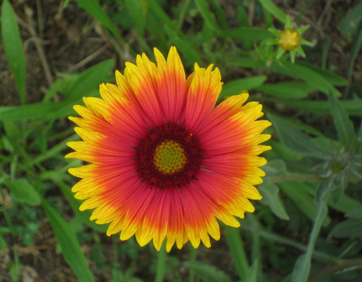 Indian Blanket Flowers, Durango, Colorado