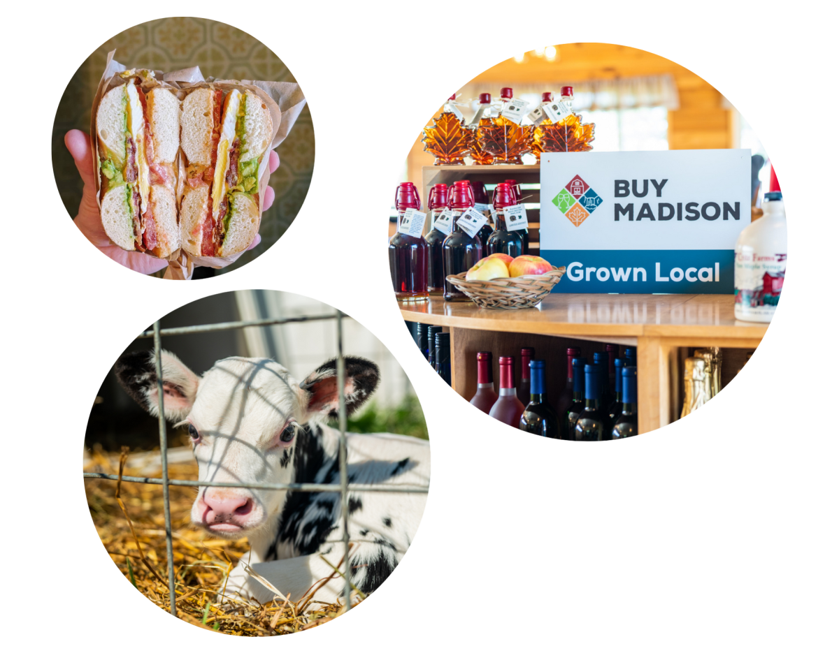 Buy Madison-cows