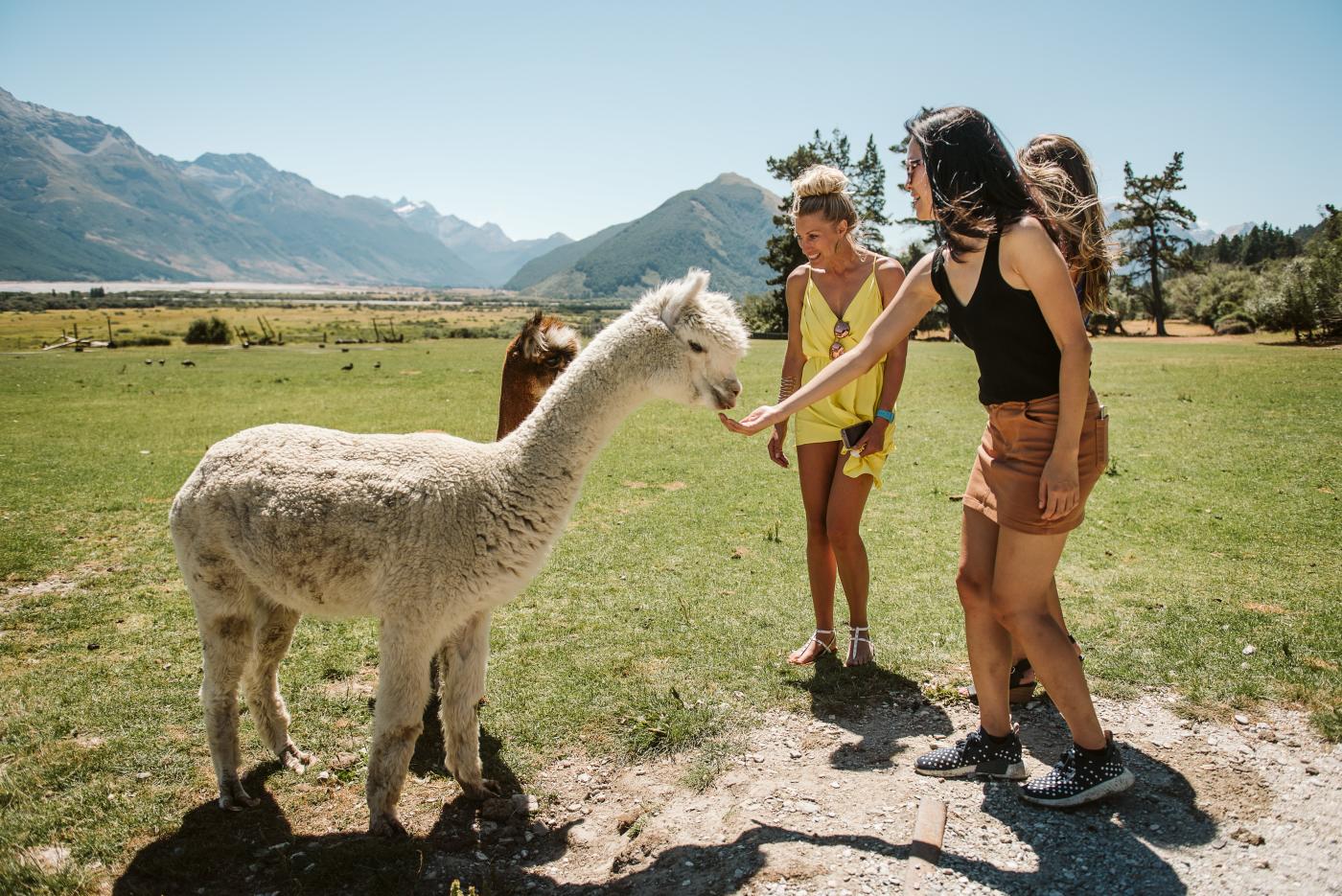 Visiting the Glenorchy Animal Experience with Queenstown Expeditions