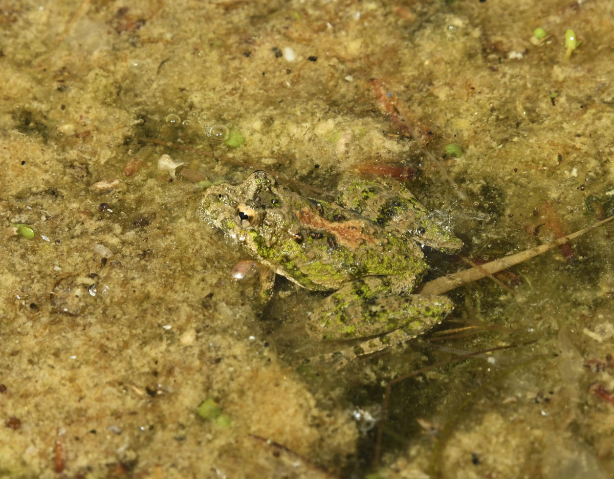 Cricket Frog, Quarry Pond, DePauw Nature Park