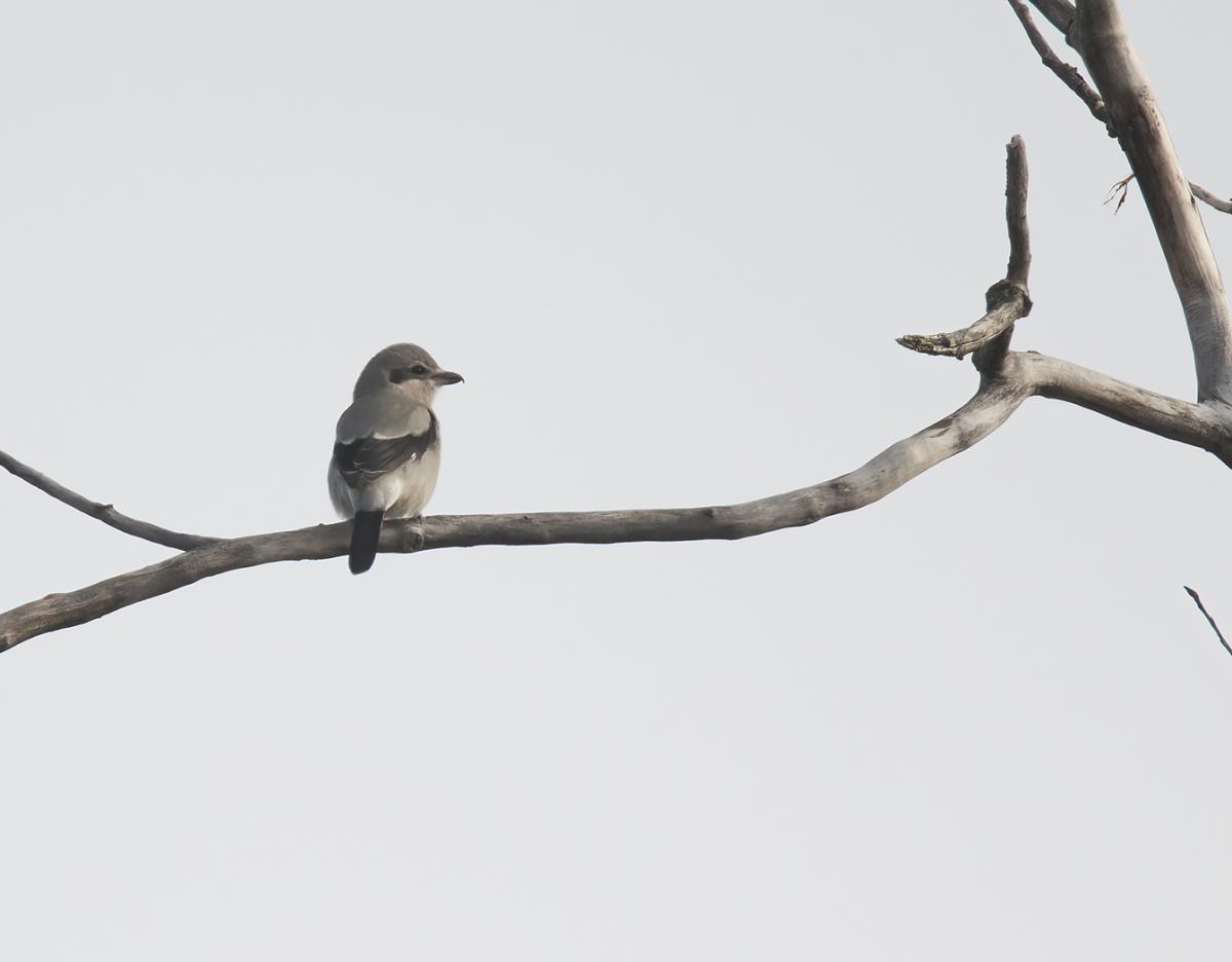 A small gray and black bird looks to the right while sitting on a branch.