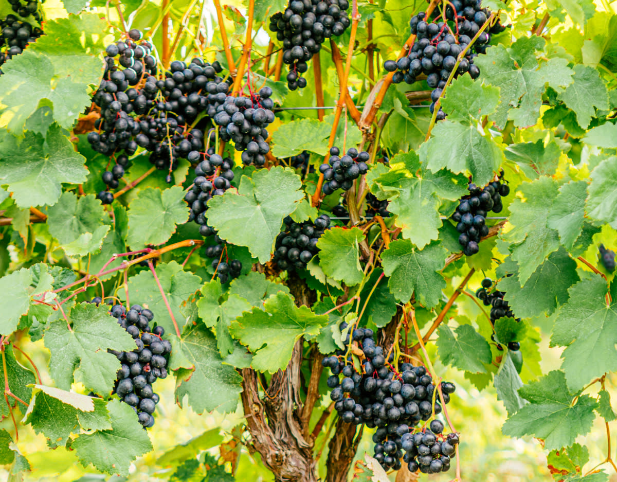 Saperavi Grapes Dr. Konstantin Frank Winery