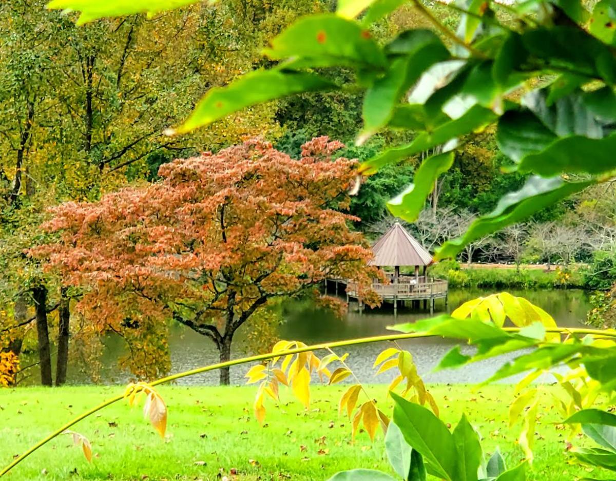 Trees with orange, red, and green surrounding a lake at Meadowlark Gardens