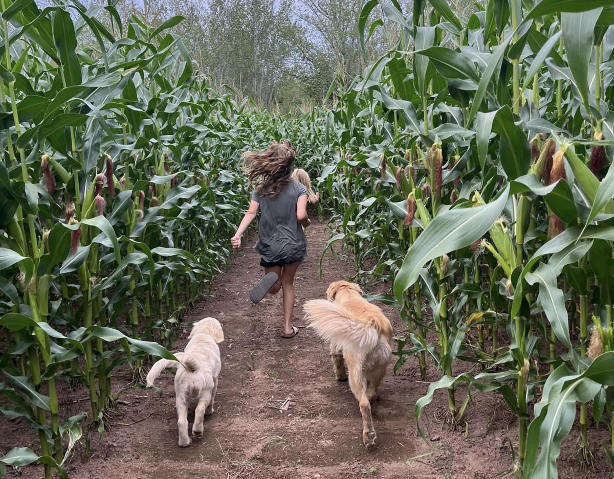 girl and dogs running through corn field