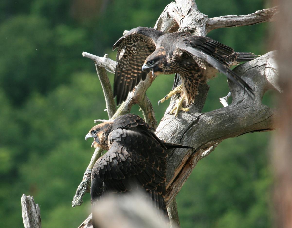 Young peregrine falcons on a tree