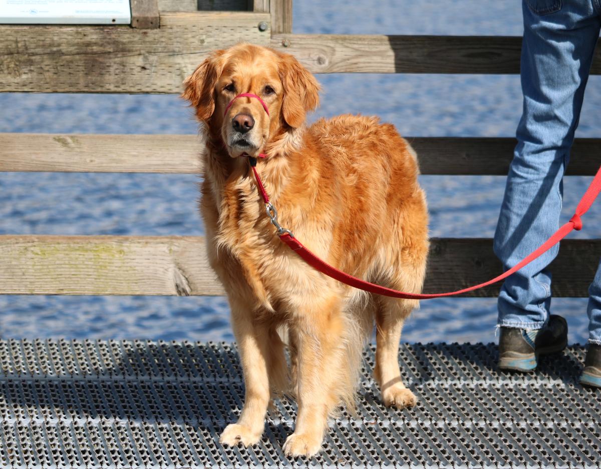 Golden retriever on dock at Juanita Bay