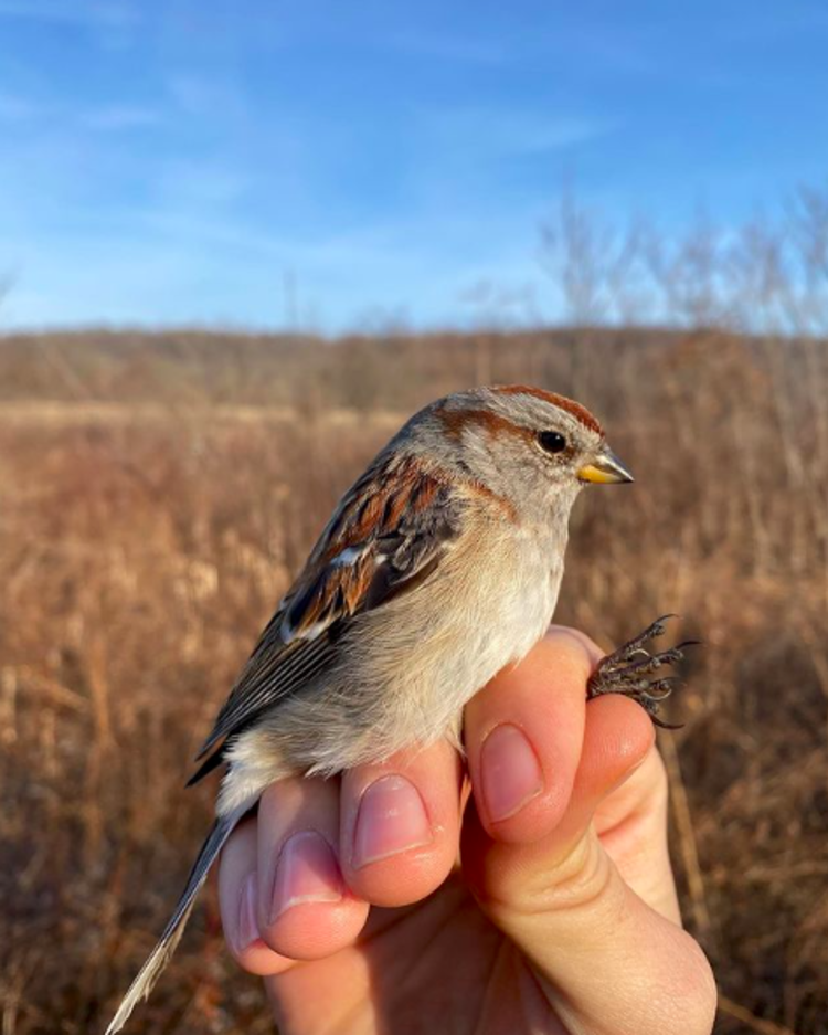 A bird perched on a hand in a field near Princeton, NJ