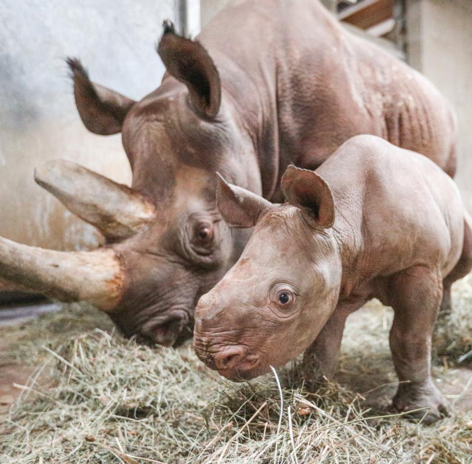 Potter Park Zoo - Rhino baby
