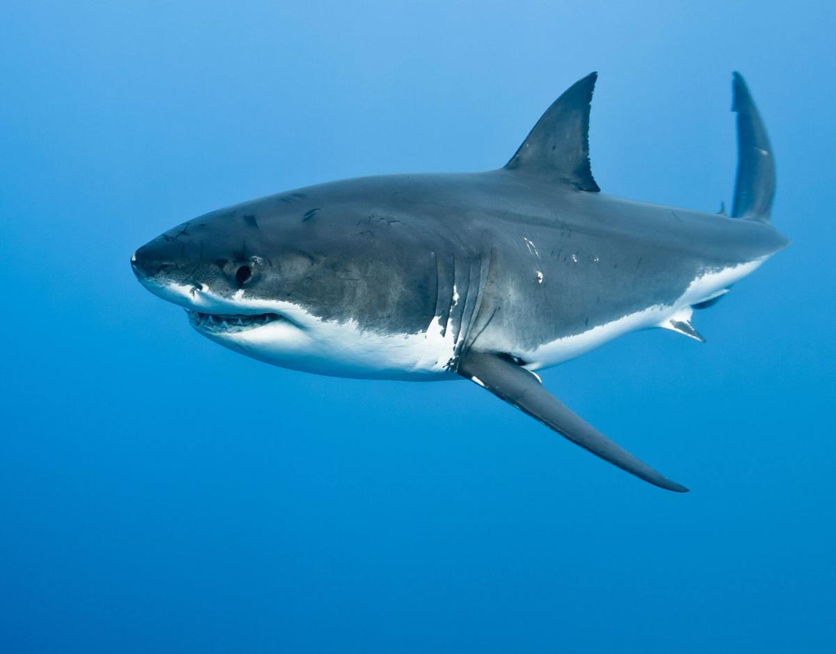 JAWS Tourism