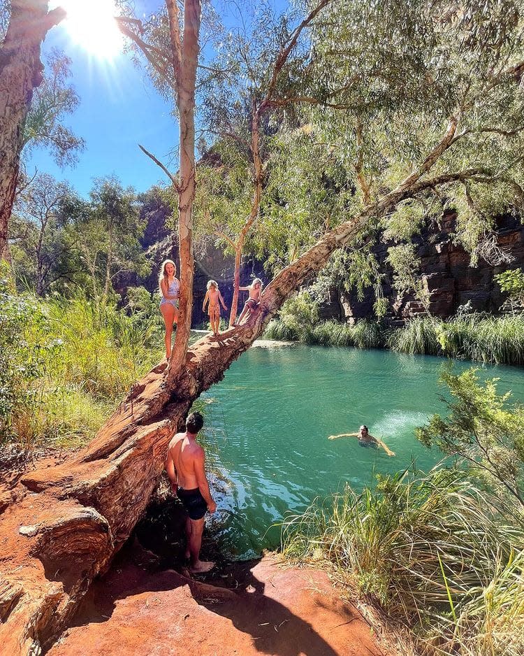 Family at Karijini National Park swimming in waterhole and climbing on a tree