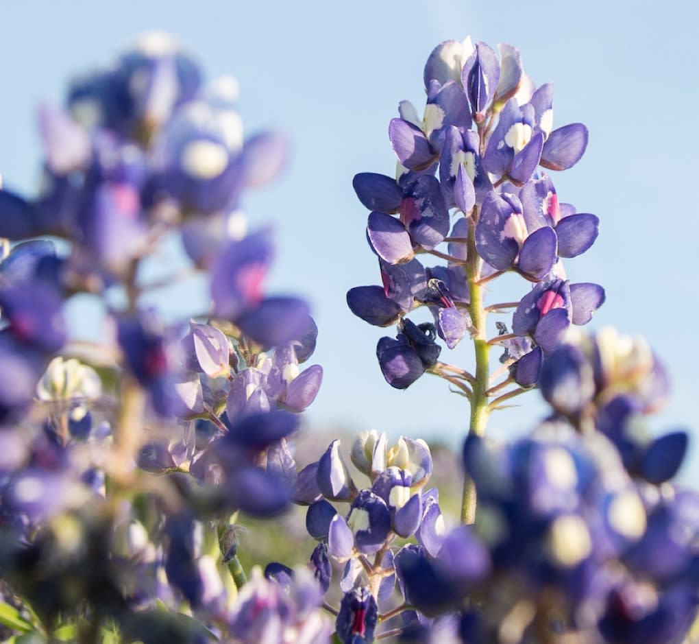 purple flowers