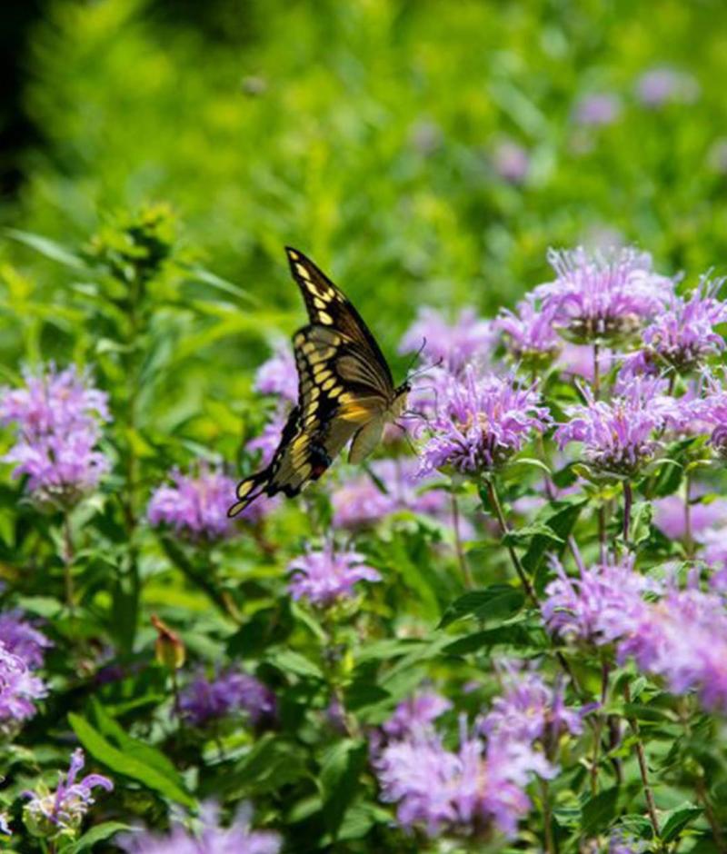 Potato Creek State Park,  North Liberty