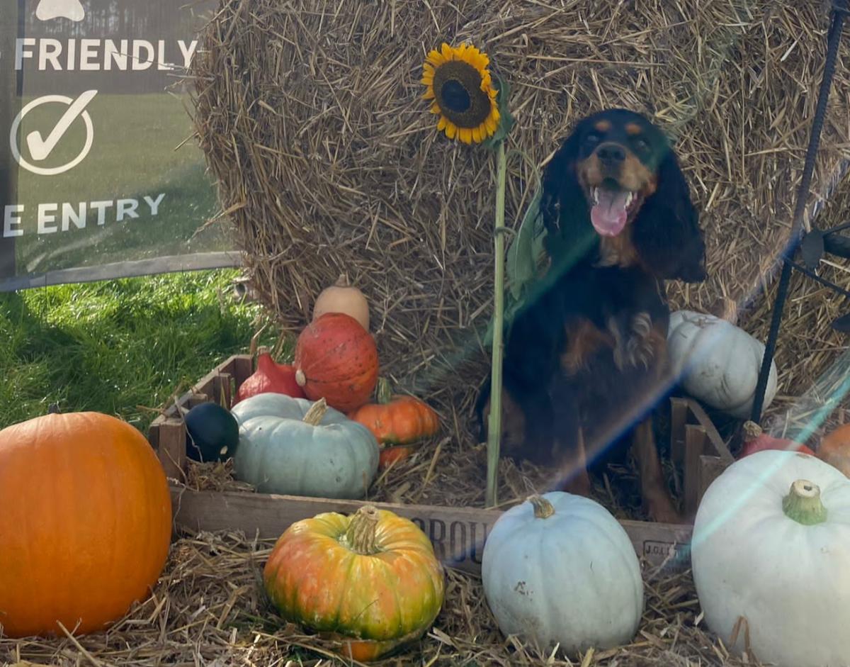 New Forest Pumpkin Patch Pic