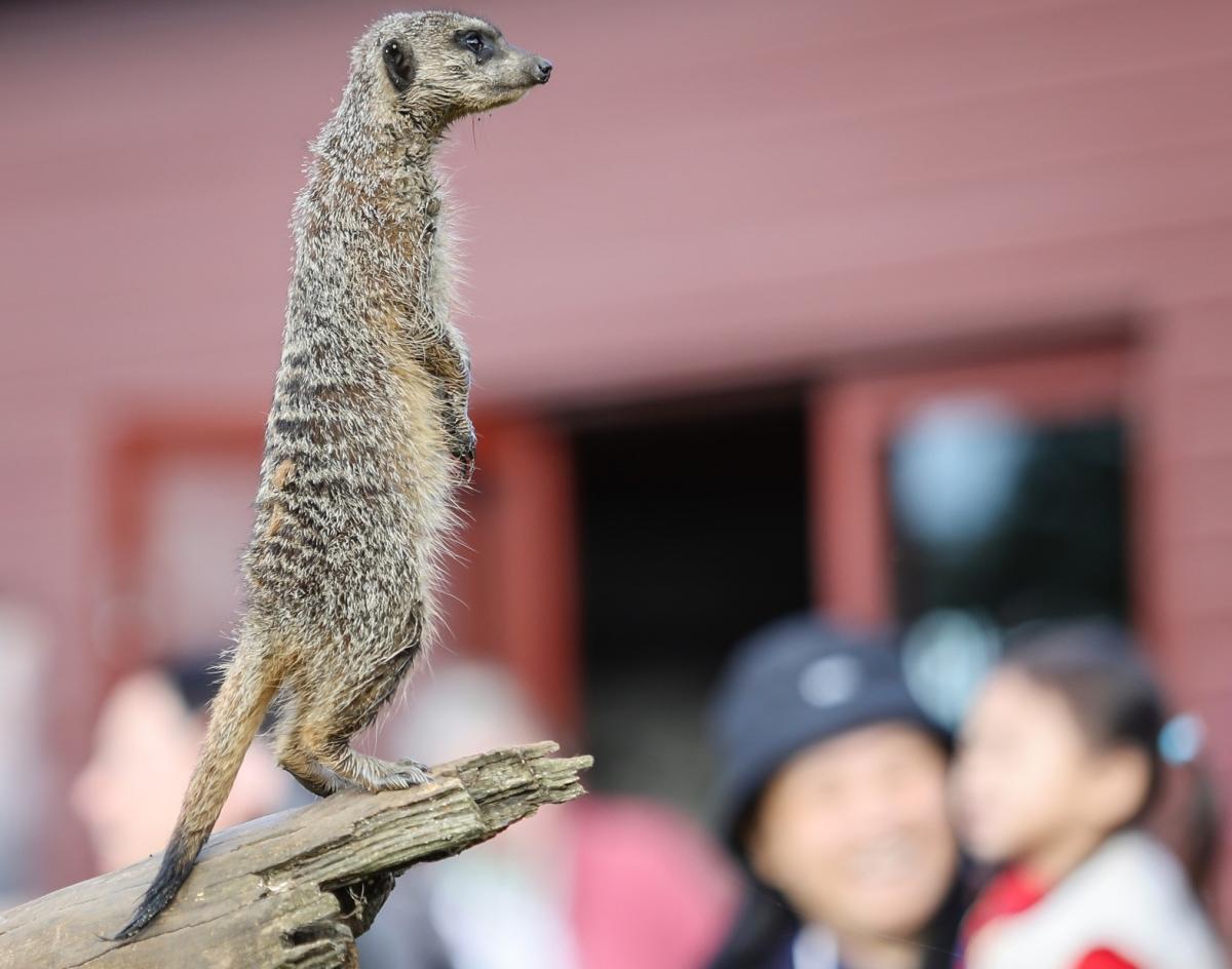 Marwell Zoo - Meerkats