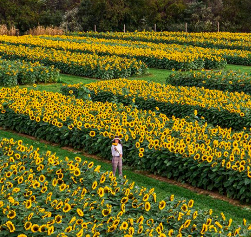 an expansive view of a person standing in the midst of the Holland Ridge Farm Sunflower Festival