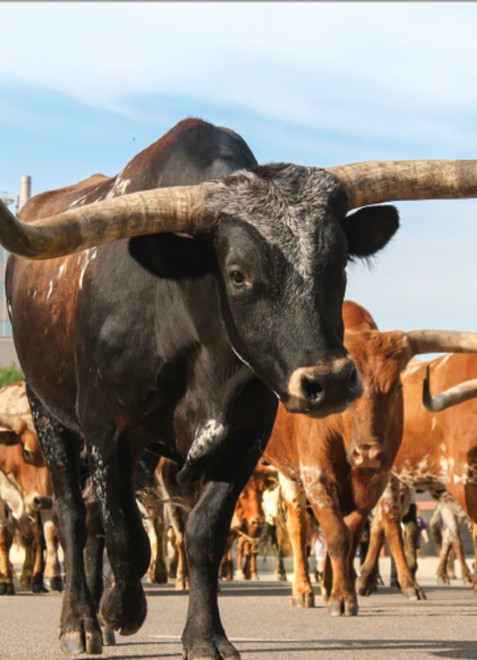 Texas Outdoor Musical