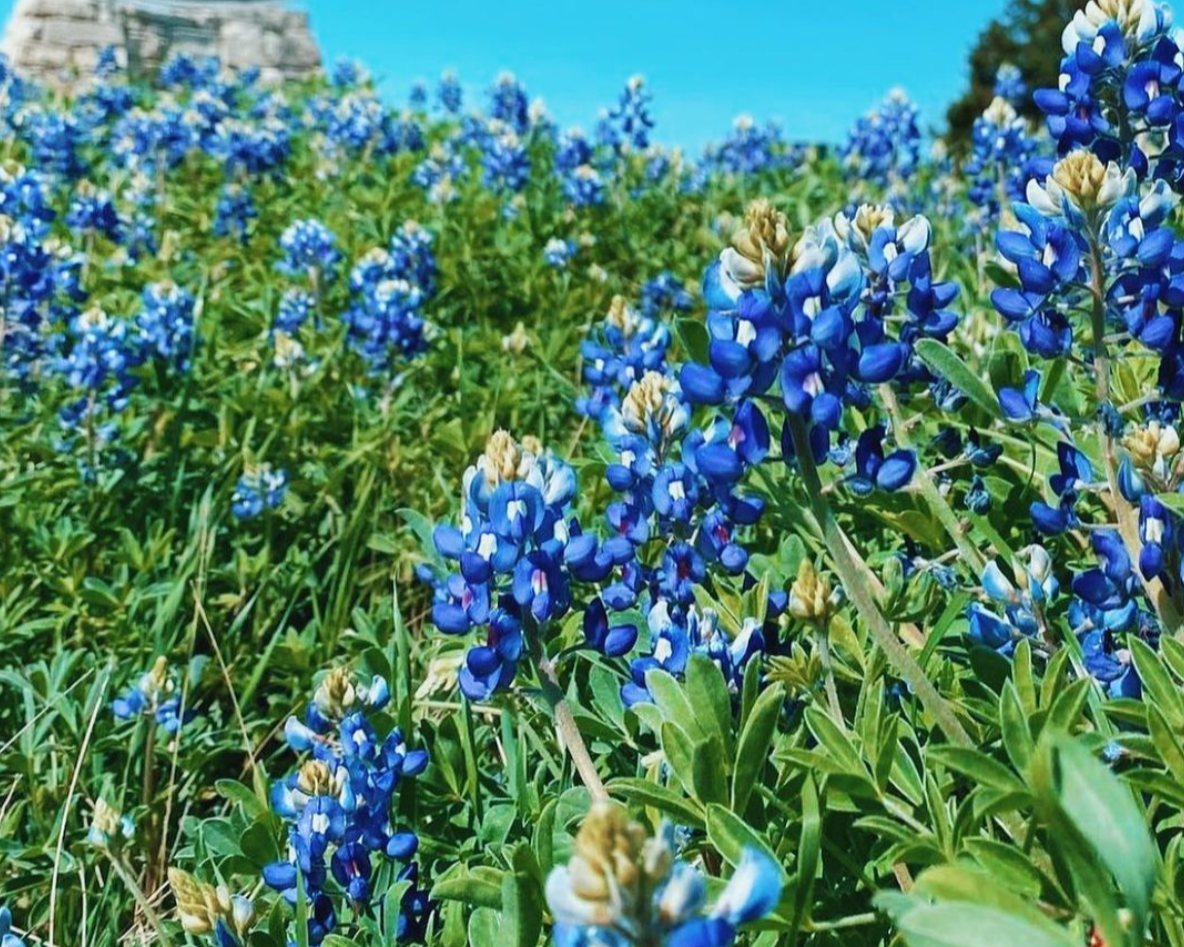 Ennis Bluebonnets