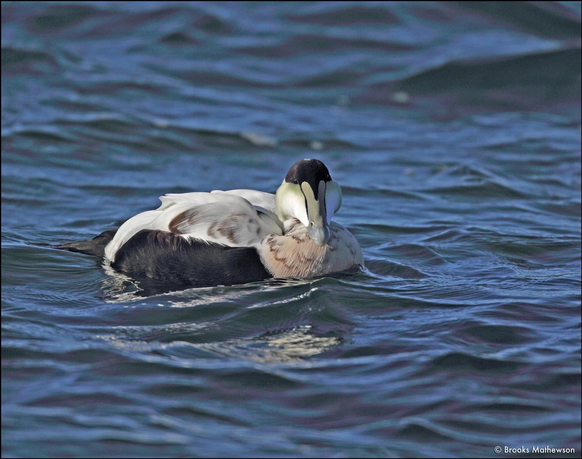 Elder Duck