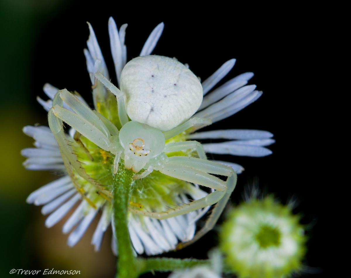 A white translucent spider sits atop a green and white flower
