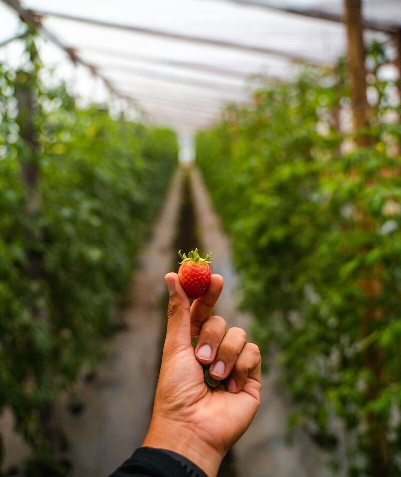 agroturism-la-granjerita-farm-boquete