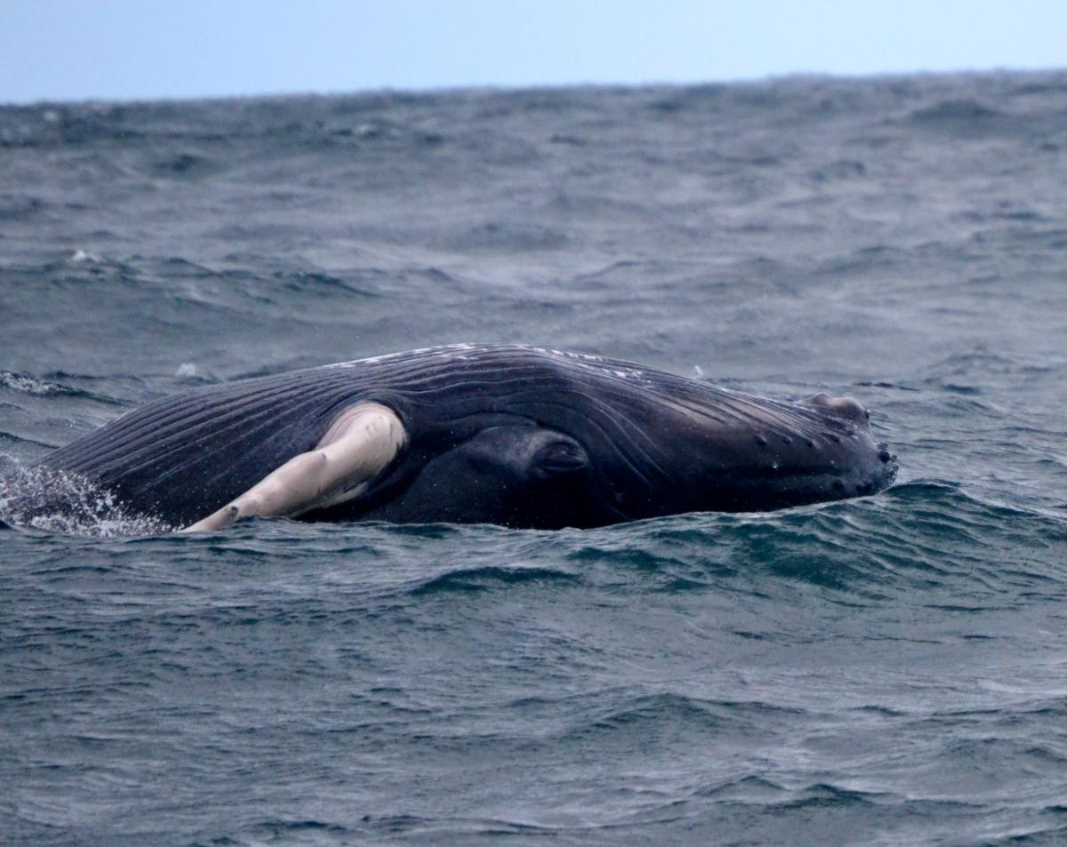 Ballena Jorobada