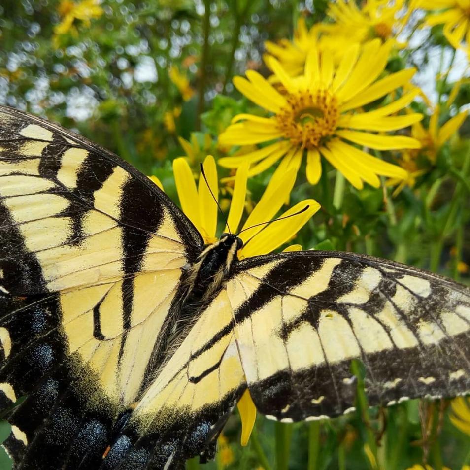 Woldumar Nature Center