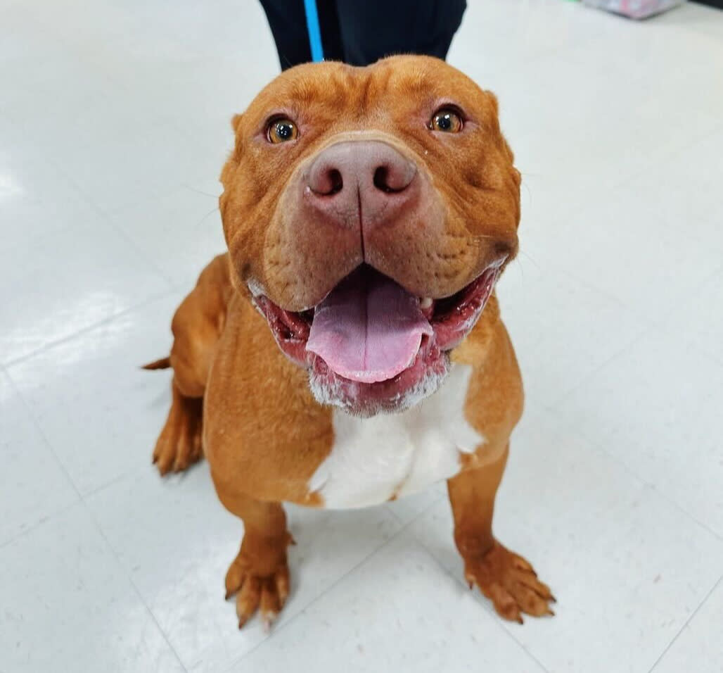 SPCA of Texas Puppy